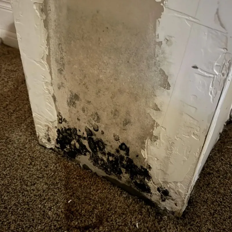 Professional Mold Removal in Gulfport, FL